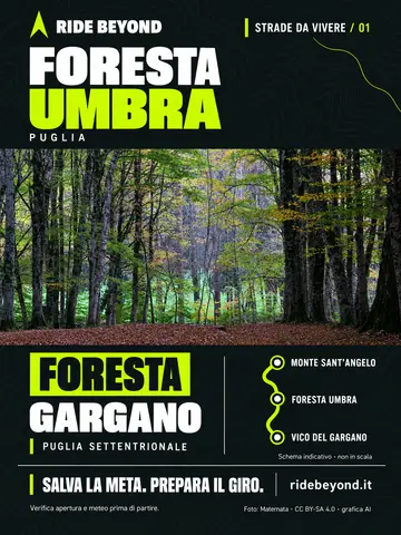 Grafica Foresta Umbra
